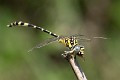 Antipodogomphus proselythus male-3